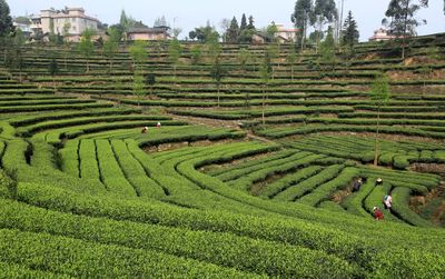 四川洪雅縣 茶文旅融合激活綠色經(jīng)濟(jì)，昔日茶園變身魅力景區(qū)